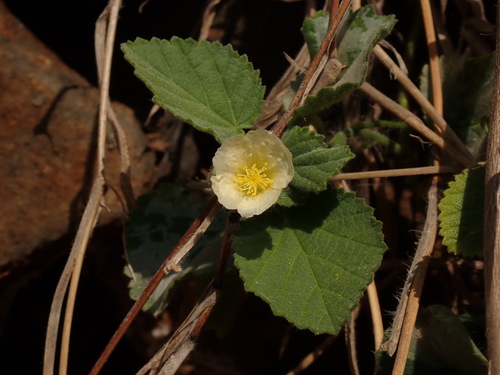‘ilima (Sida cordifolia)