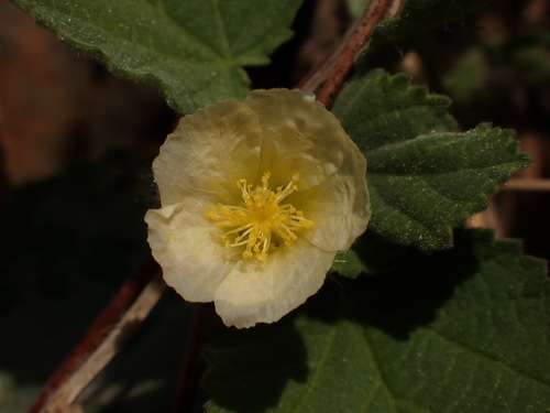 Guanxuma (Sida cordifolia)