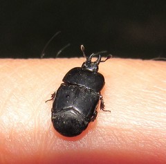 Hololepta