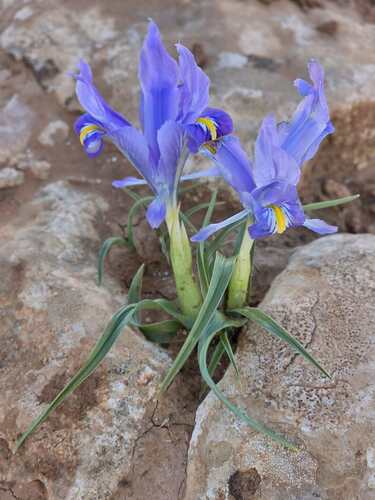 Iris planifolia tarhunensis
