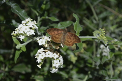 Anastrus sempiternus sempiternus