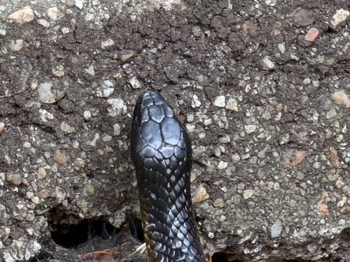 Tiger Snake