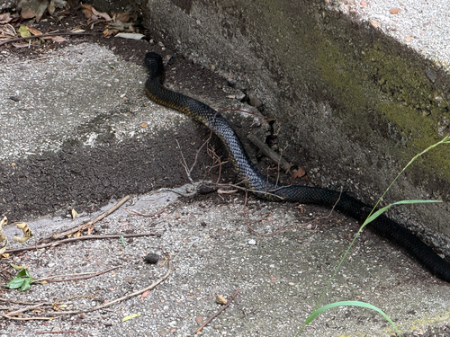 Tiger Snake