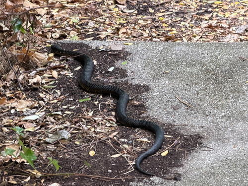 Tiger Snake