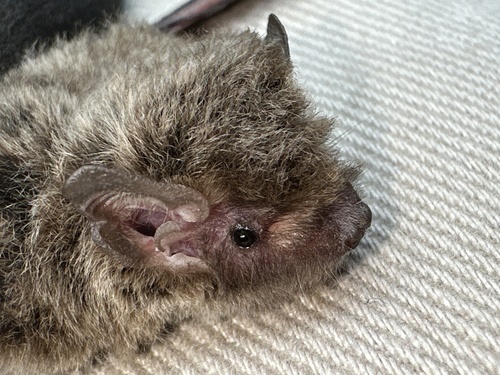 Little Forest Bat
