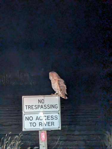 View observation of {o.common_name} on iNaturalist