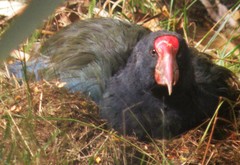 Porphyrio hochstetteri