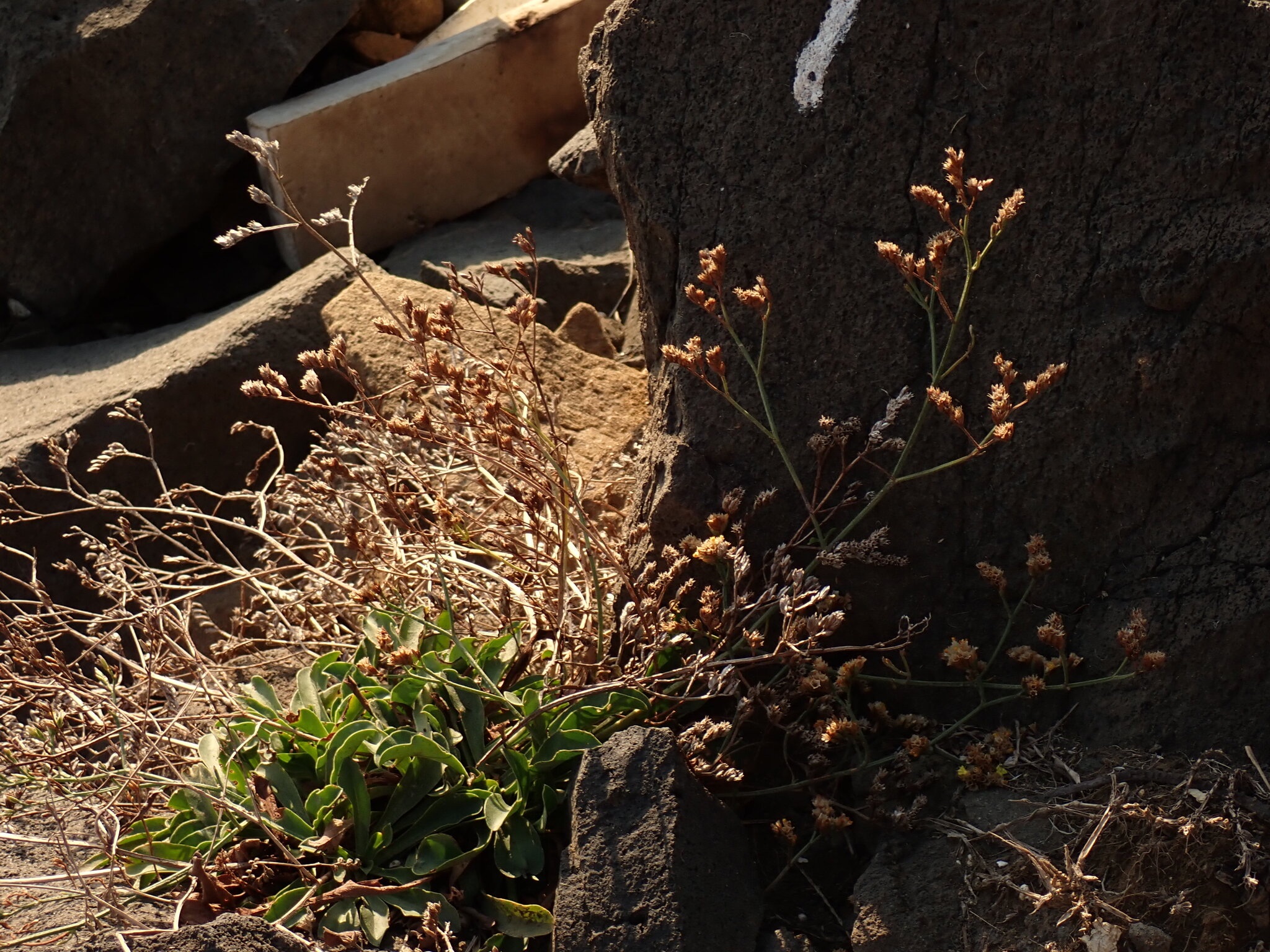 Limonium sinense