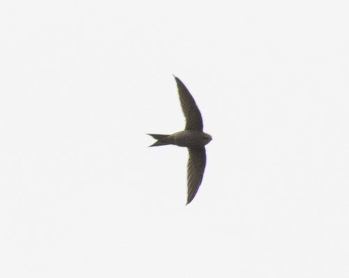 Mottled Swift (Tachymarptis aequatorialis), photo 5