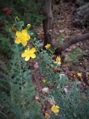 Hypericum thymifolium