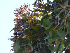 Psittacanthus schiedeanus