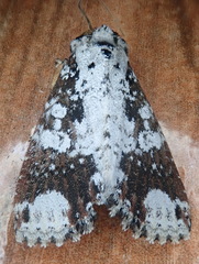 Condica mimica