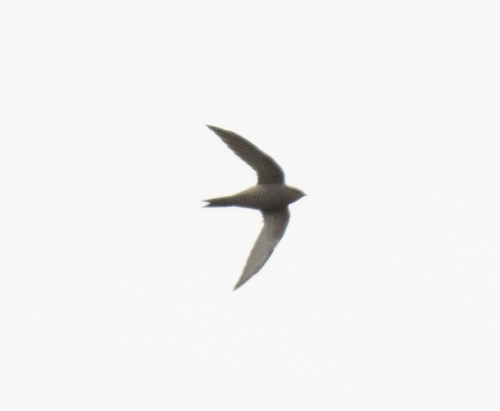 Mottled Swift (Tachymarptis aequatorialis), photo 7