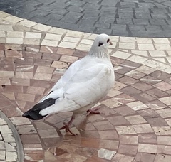 Columba livia domestica