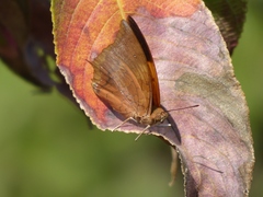 Charaxes