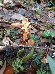 Conopholis panamensis