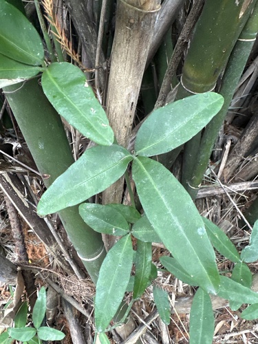 Hemsley's Rockvine (Tetrastigma formosanum)