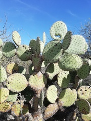 Opuntia pilifera