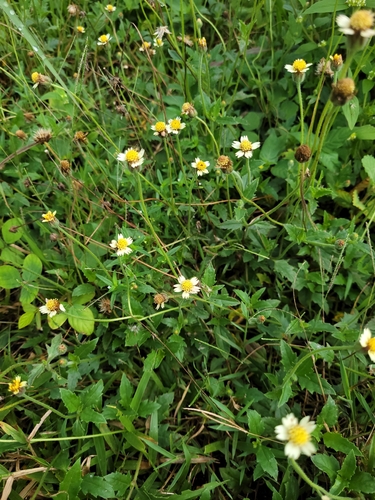 Tridax procumbens