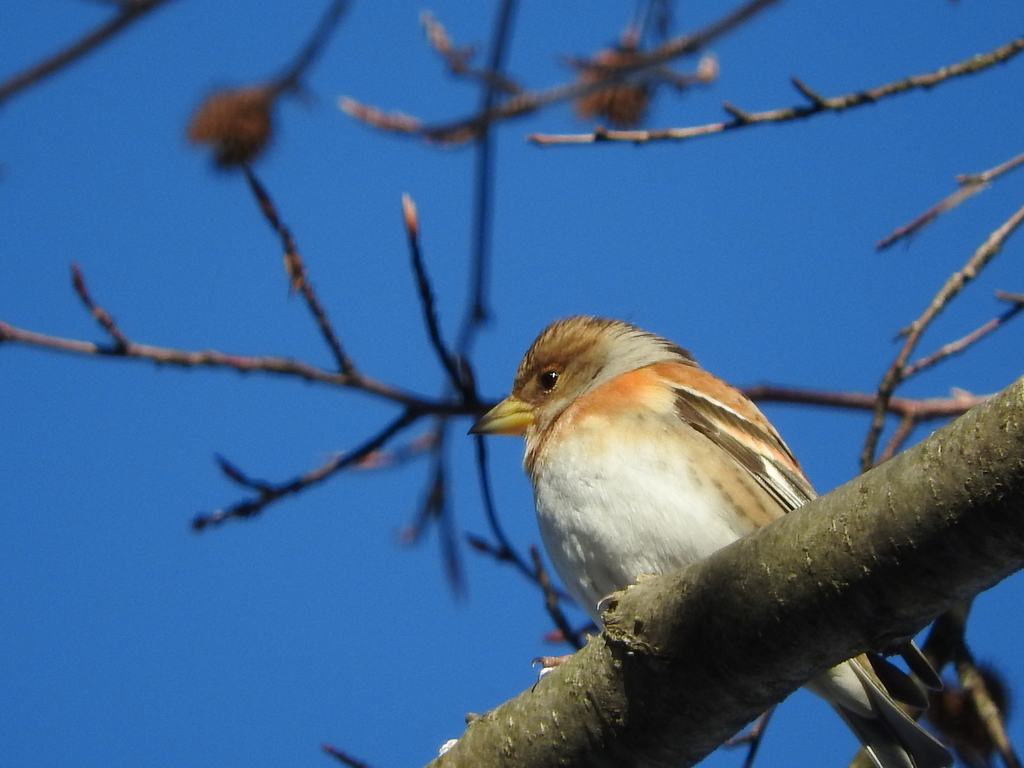 Foto de Brambling