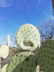 Opuntia pilifera