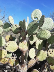 Opuntia pilifera