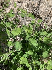 Ambrosia cordifolia