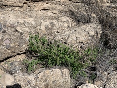 Ambrosia cordifolia