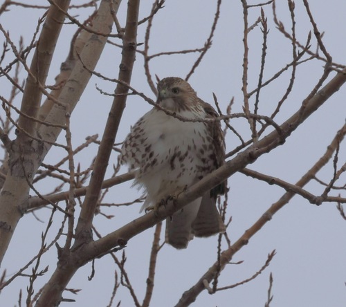 Red-tailed Hawk
