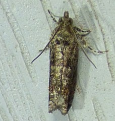 Chimoptesis gerulae