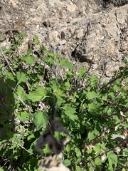 Ambrosia cordifolia
