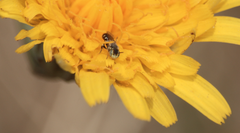 Callonychium chilense