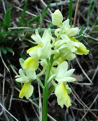 Orchis pauciflora