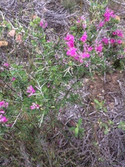 Indigofera nigromontana