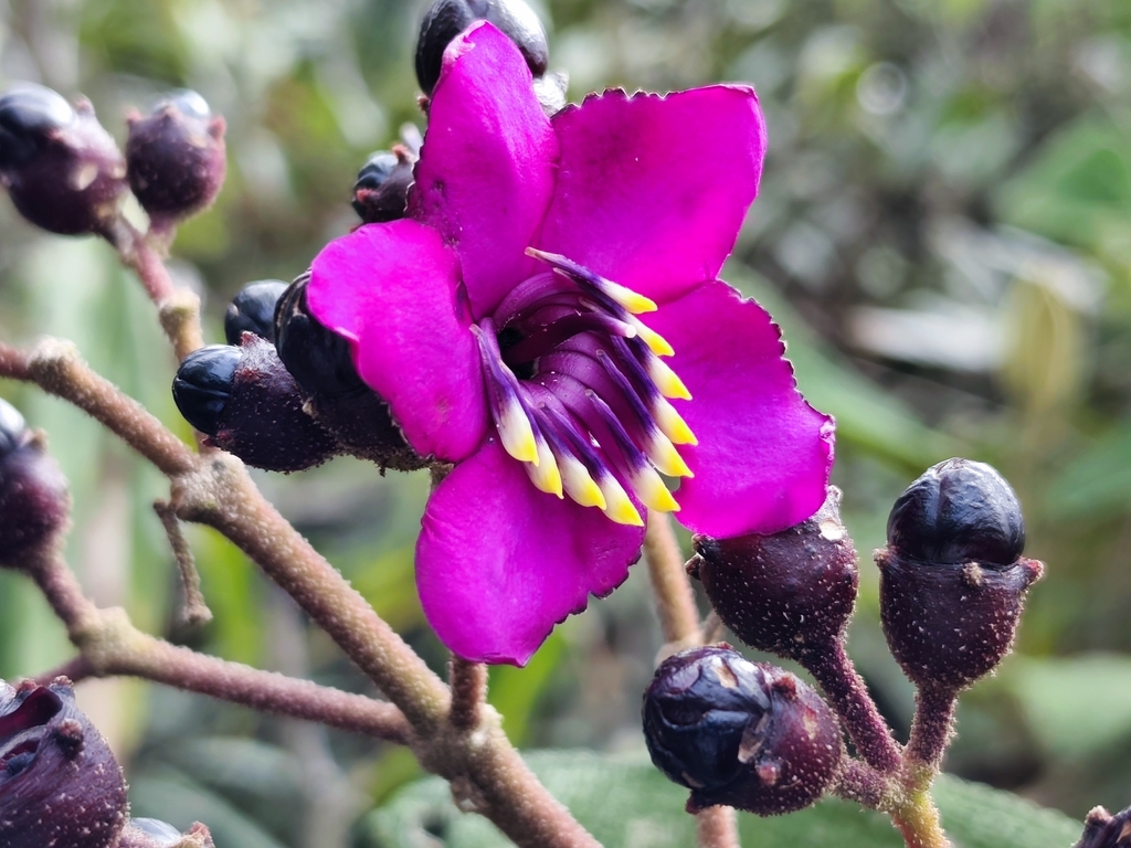 Meriania tetraquetra