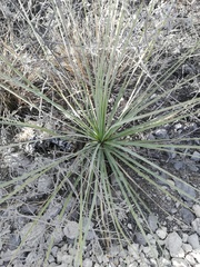 Beaucarnea