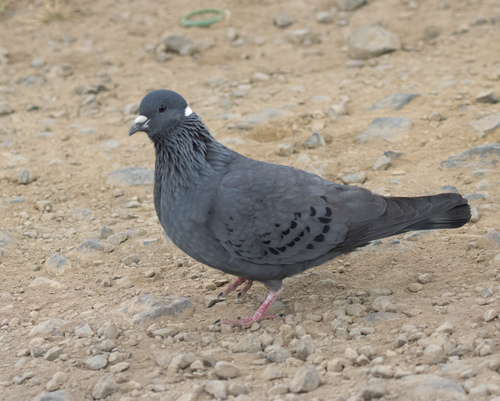 White-collared Pigeon (Columba albitorques), photo 4