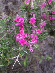 Indigofera nigromontana