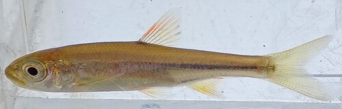 Dark chub (Nipponocypris temminckii) — Cyprinidae