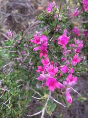 Indigofera nigromontana