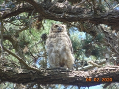 Bubo virginianus nacurutu