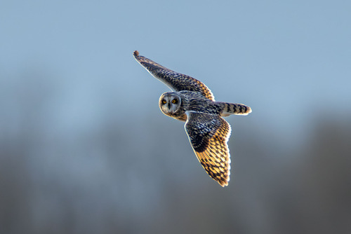 View observation of {o.common_name} on iNaturalist