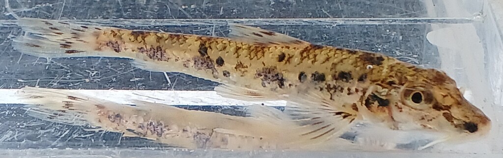 Pike gudgeon (Pseudogobio esocinus) — Cyprinidae