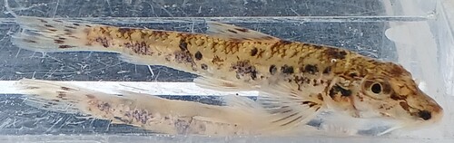 Pike gudgeon (Pseudogobio esocinus) — Cyprinidae
