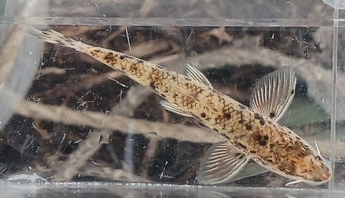 Pike gudgeon (Pseudogobio esocinus) — Cyprinidae — 5