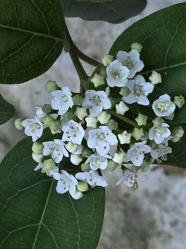 Laurustinus viburnum