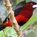 Black-bellied Tanager - Photo (c) Allen Chartier, some rights reserved (CC BY-NC), uploaded by Allen Chartier