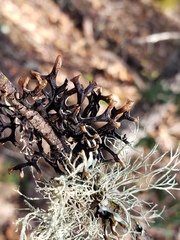 Hypogymnia apinnata