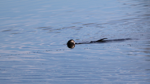 North American River Otter