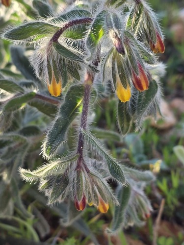 Onosma cyrenaica